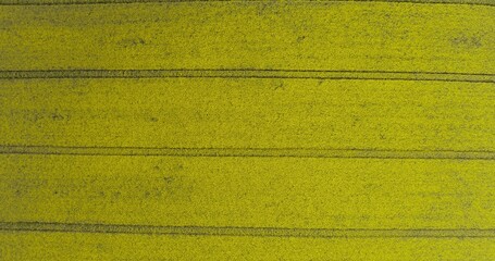 Aerial view of rapeseed blooming on agricultural field.