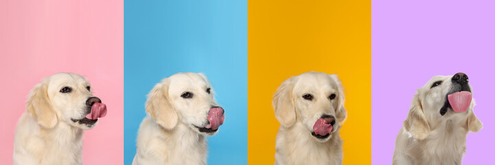 Cute Labrador Retriever showing tongue, collection of photos on different colors backgrounds - obrazy, fototapety, plakaty