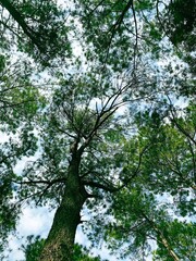 Fototapeta premium tree in the forest