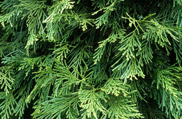 Calocedrus deccurens , Cédre blanc