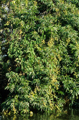 Mangifera indica, Manguier