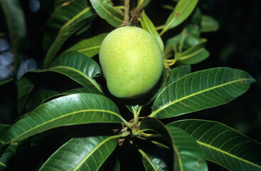 Mangifera indica, Manguier