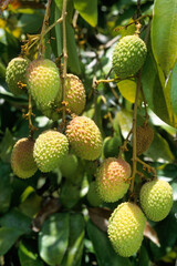 Litchi chinensis , Litchi