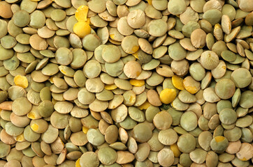 Lens esculenta , Lentille blonde