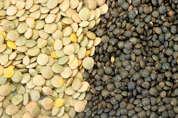 Lens esculenta, Lentille verte,  lentille blonde