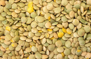 Lens esculenta , Lentille blonde