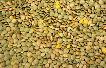 Lens esculenta , Lentille blonde