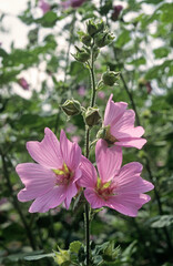 Lavatera arborea, Mauve royale,  Mauve en arbre, Lavatère arborescente