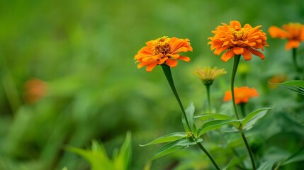 Vibrant zinnias add a lovely touch to a lush green setting.