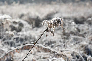 Frosted leaf, winter, field of frost