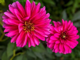 close up of pink dahlia pinnata flower with its yellow pistillates