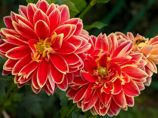 close up of red dahlia pinnata flower with its yellow pistillates