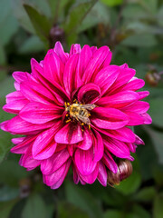 close up of bee foraging pink dahlia pinnata flower with its yellow pistillates