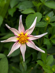 close up of white dahlia tenuicaulis flower with its yellow pistillates