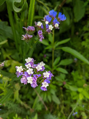close up white and purple wildflowers, defocused meadow nature in background