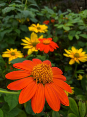 close up of orange dahlia flower in the park defocused leaves in background