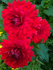 close up of red cultivated dahlia flowers