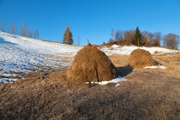 Haystacks on the meadow in spring, snow on the hills under blue sky. Ukraine, Carpathians.    