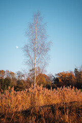 roseaux, bouleau, et lune de jour