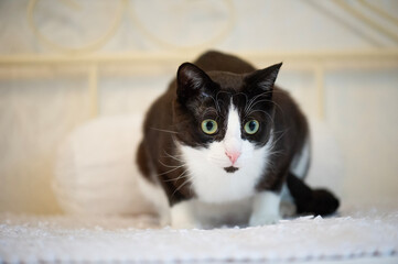 Porträt einer schwarz-weißen Kurzhaar Katze