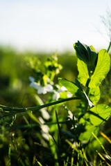 butterfly on a green grass