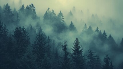 Winter Forest with Fir Trees  in Fog and Snow-Capped Mountains in the Background. Calm, cool