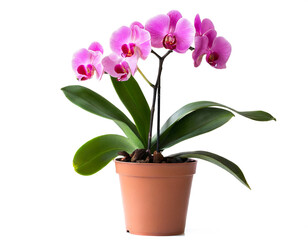 Rosa Orchidee im topf isoliert auf weißen Hintergrund, Freisteller