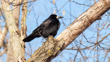 crow on a fence