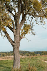arbre avec du gui 