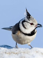 Lophophanes cristatus aka crested tit with seed in the beak. Little czech bird with funny haircut and amazing red eyes. Clear blue blurred background. Czech republic nature in winter.