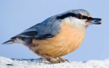 Sitta europaea aka Eurasian nuthatch with the seed in his beak.  Very close-up portrait. Isolated on blue background.