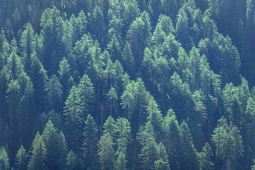 Forested mountain slope with the evergreen conifers in a scenic landscape view at Himachal Pradesh,...