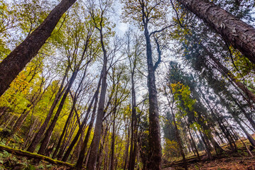 Fototapeta premium Autumn sky Sun Shining Through Canopy Of Tall Trees. Sunlight In Deciduous Forest, Sunny Day. Upper Branches Of Tree With Fresh Green Foliage. Low Angle View Woods Background at Uttarakhand forest.