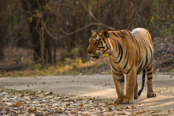 Large Male Bengal or Indian Tiger Hunting in India