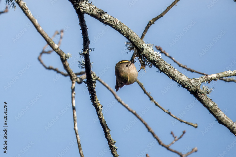 Canvas Prints the goldcrest the smallest resident bird in Britain hanging upside down on the branch of a tree with blue sky in the background