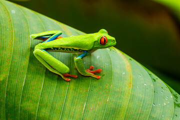 Red-eyed Tree Frog on a Leaf in Costa Rica Rain Forest