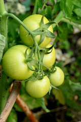 closeup the bunch ripe green tomato with plant in the farm soft focus natural yellow green background.