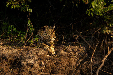 Jaguar Resting on Riverbank, Pantanal Wetlands, Brazil