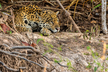 Jaguar Resting on Riverbank, Pantanal Wetlands, Brazil