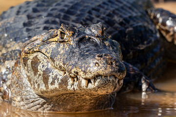 Close up of a Caiman in the Shallows of Cuiaba River in The Pantanal, Brazil