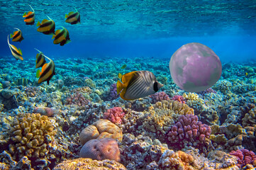 Marine life  of the coral reef. Red Sea - 720517564