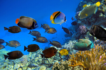 Marine life  of the coral reef. Red Sea - 720517565