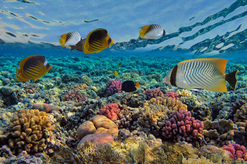 Marine life  of the coral reef. Red Sea - 720517567