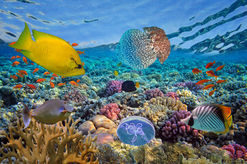 Underwater image of coral reef and tropical fishes - 720517570
