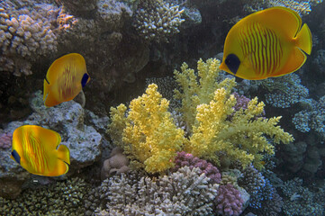 Wonderful and beautiful underwater world with coral - 720517586