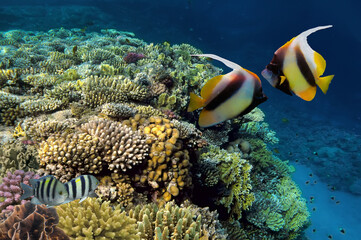 Tropical fish and Hard corals in the Red Sea - 720517593