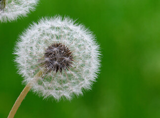 Close-up photo of a dandelion flower with seeds in front of a beautiful green background