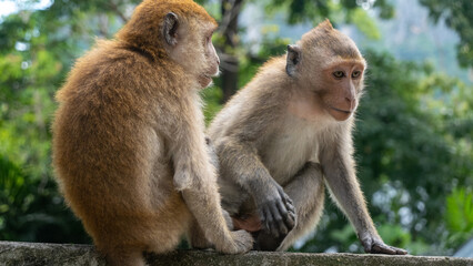 Naklejka na ściany i meble Two monkeys sitting on the wall in Railay Thailand