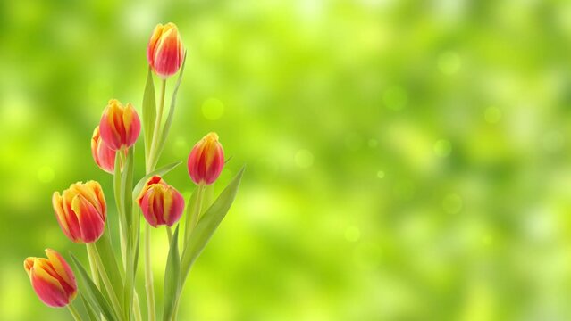 isolated orange tulip flower on fresh green bokeh light animation background with copy space, slow motion rotation in sunny spring idyll, 4k happy easter card with floral decoration