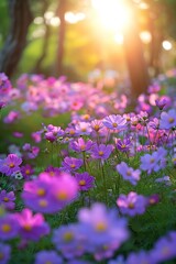 A field of purple flowers illuminated by the sun in the background.